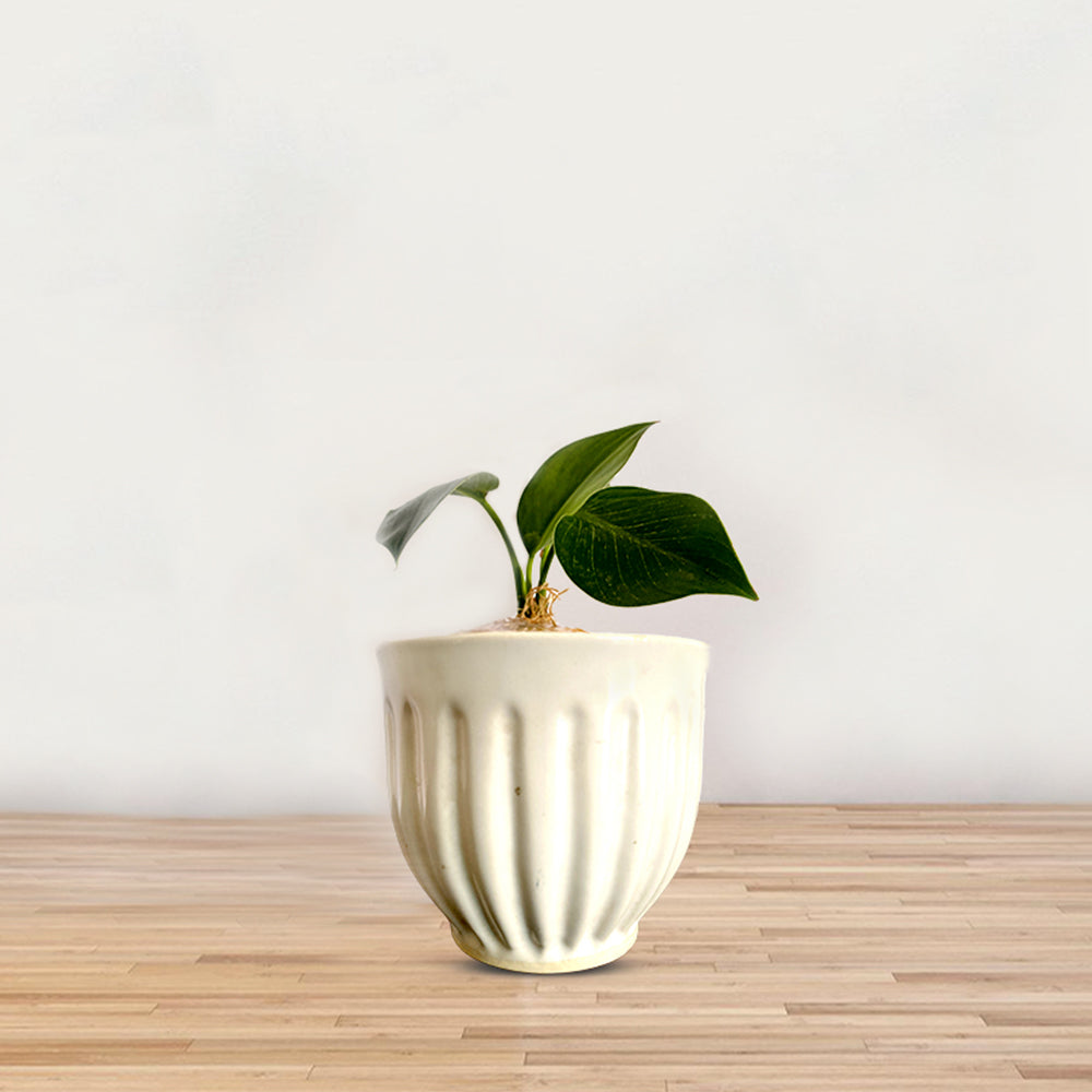 White Ceramic Planter