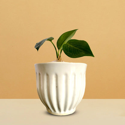 White Ceramic Planter