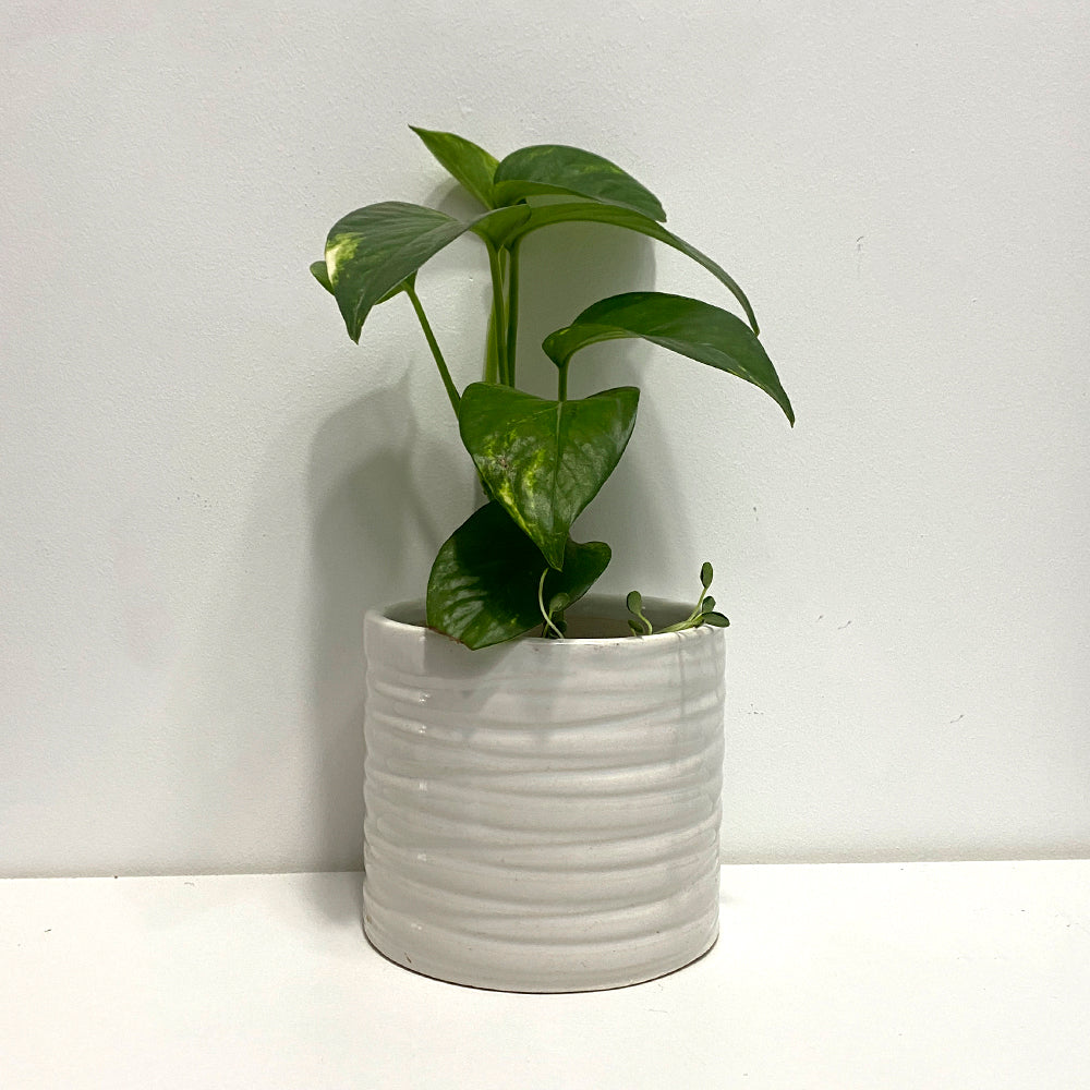 Premium Finish Ceramic White Planter