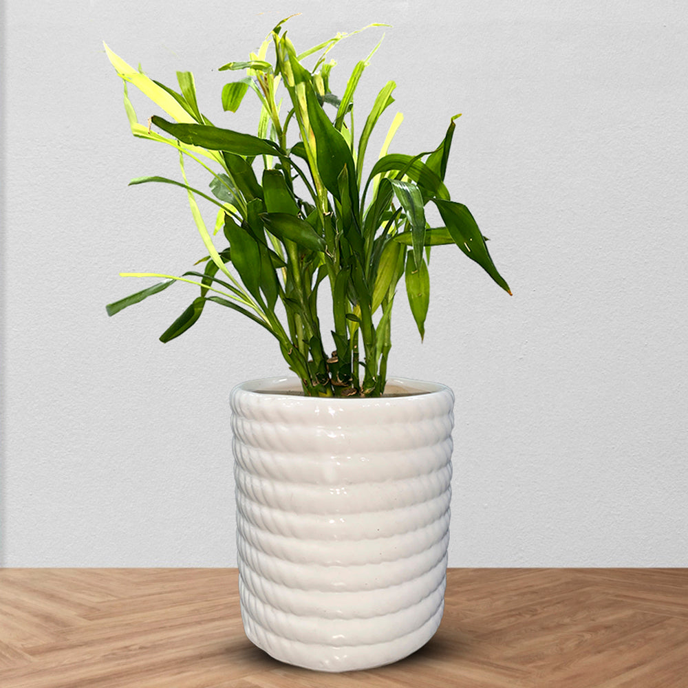 Pure Elegance Ceramic White Planter