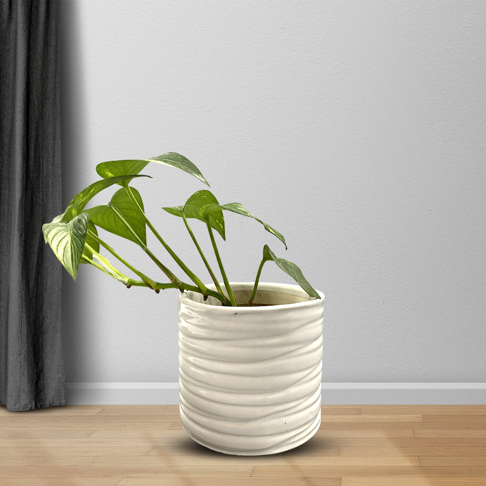 Premium Finish Ceramic White Planter