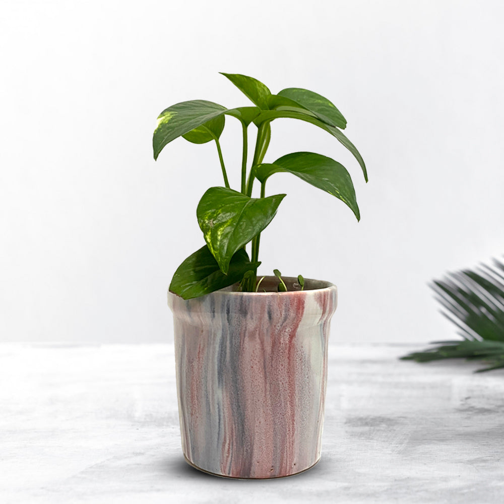 Pink Ceramic Planter with Contemporary Design