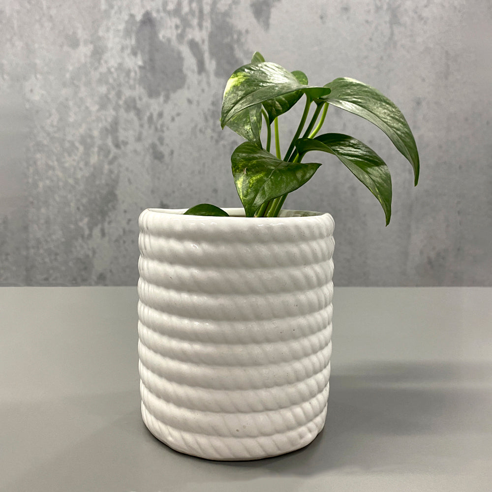 Pure Elegance Ceramic White Planter