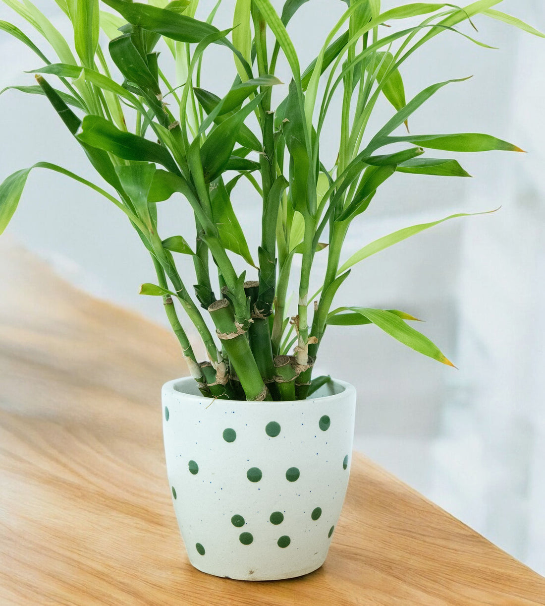 White Green Dotted Ceramic Small Planter