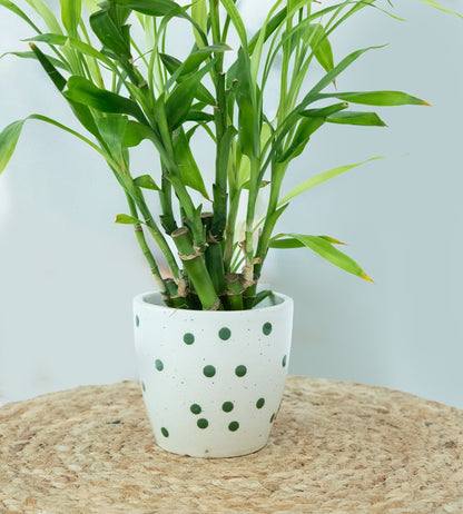 White Green Dotted Ceramic Small Planter