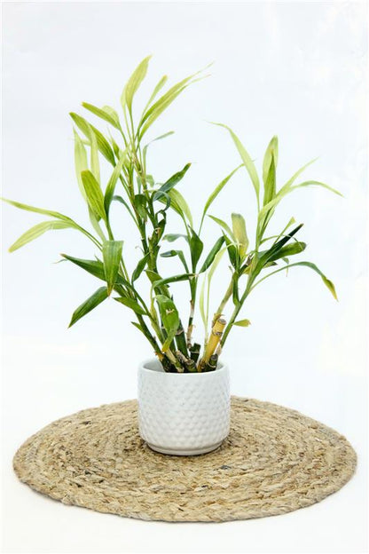 Glossy White Dotted Ceramic Small Planter