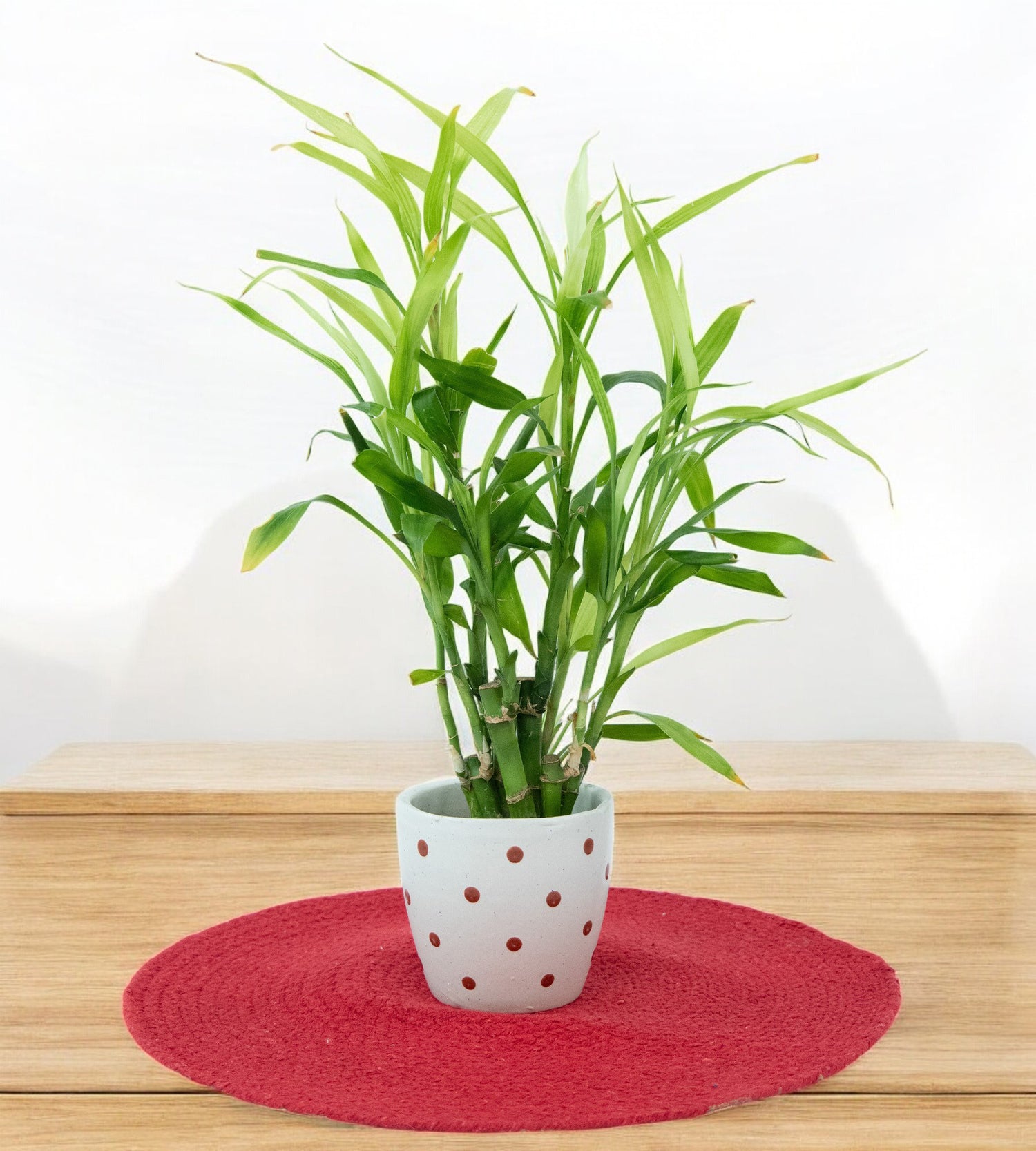 White Brown Dotted Ceramic Small Planter