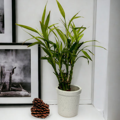 White Ceramic Small Planter