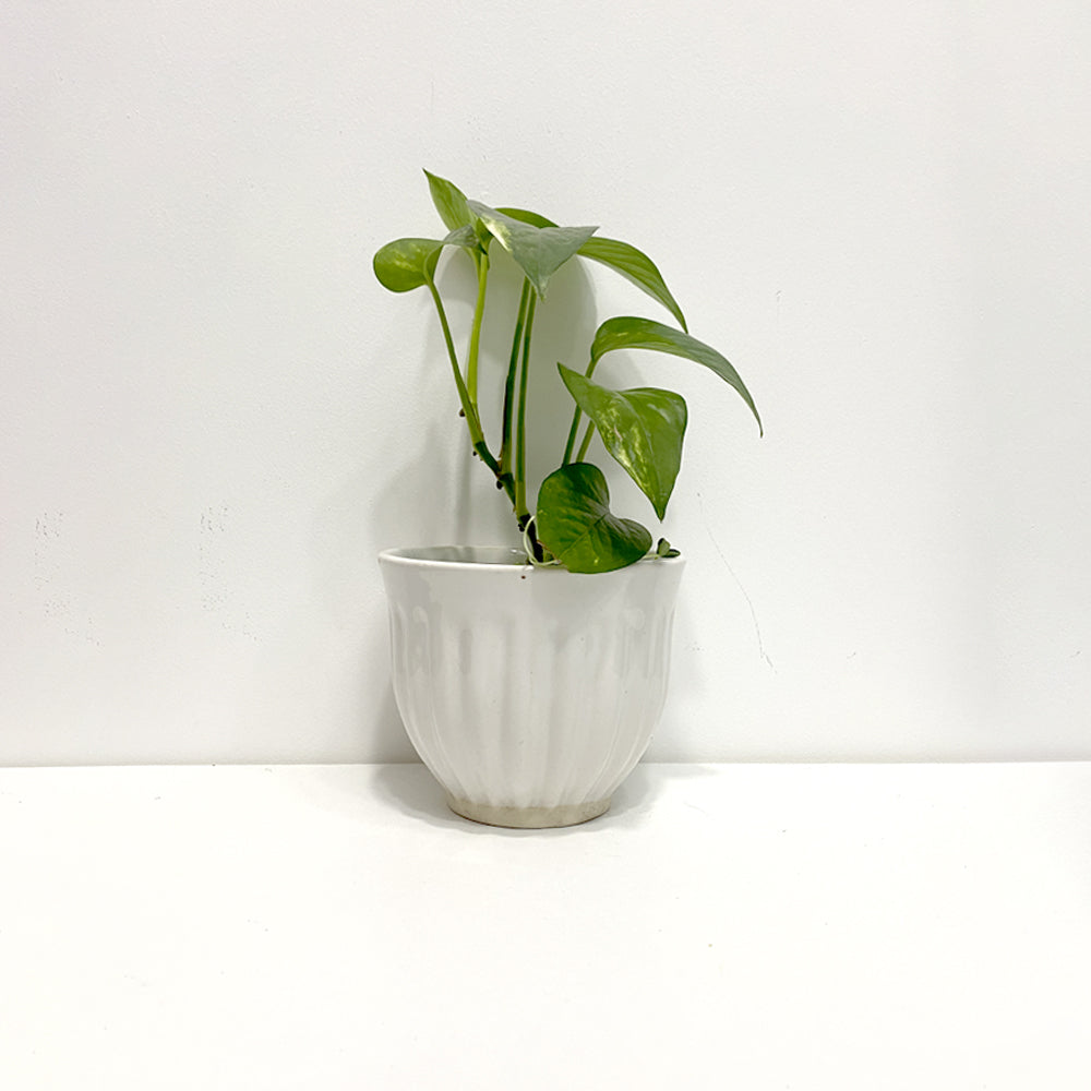 White Ceramic Planter