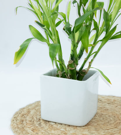 Pure Elegance White Ceramic Planter