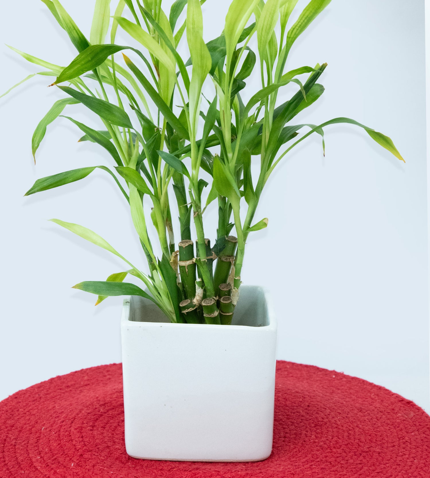 Pure Elegance White Ceramic Planter