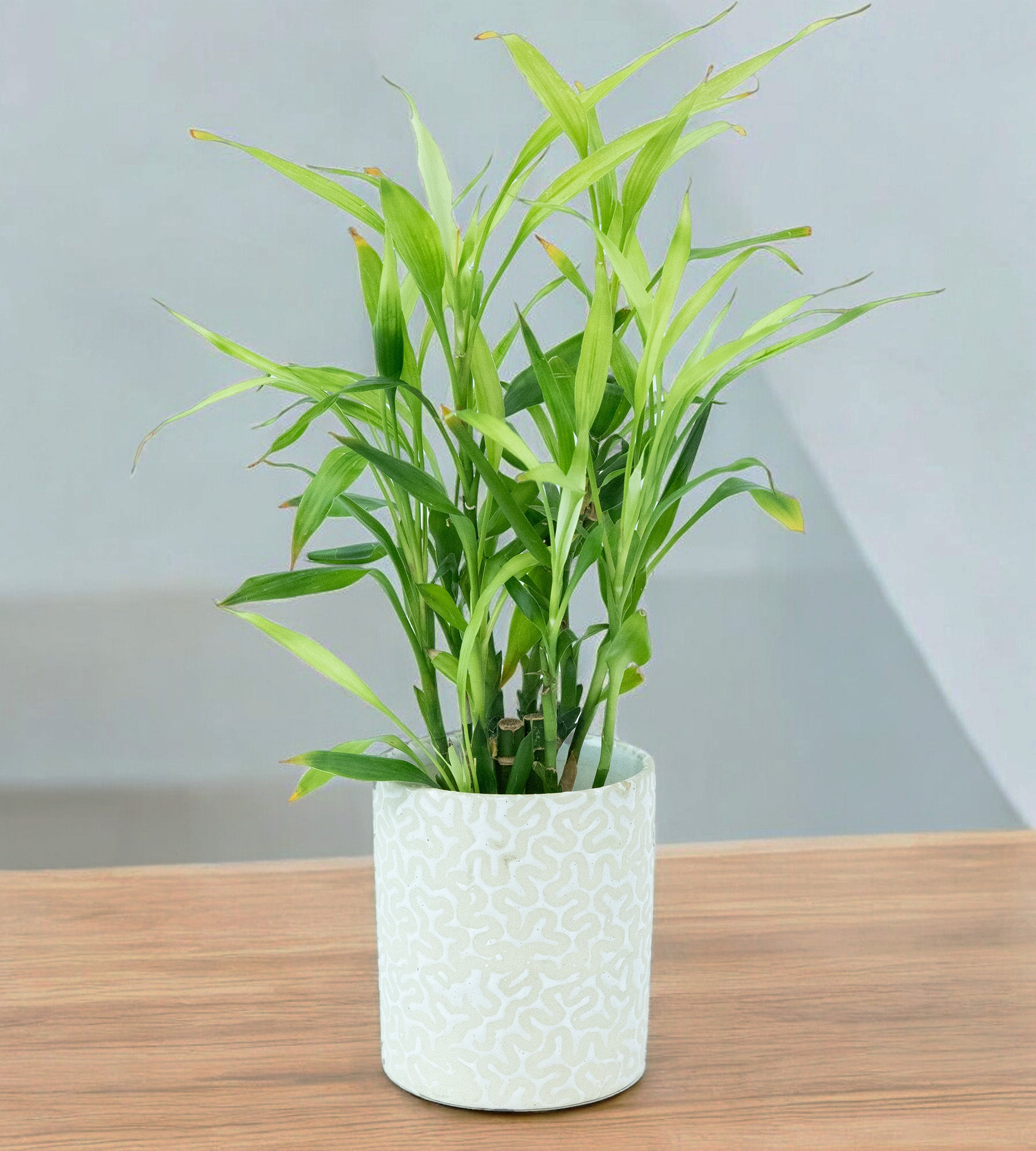 Ceramic White Intricate Design Pot